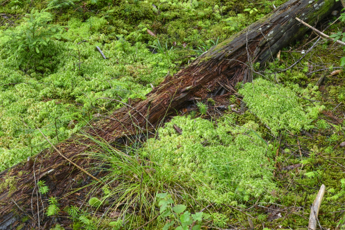Décomposition du bois mort à la surface d'un sol forestier - gryphea.com